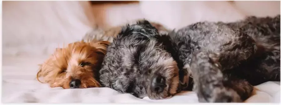 Poster Glanzend – Uitrustende Puppy's op Witte Lakens van Bed 120x40 cm Foto op Posterpapier met Glanzende Afwerking