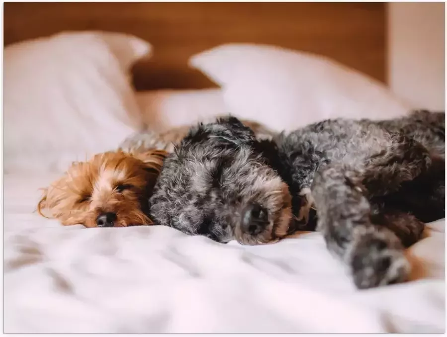 Poster Glanzend – Uitrustende Puppy's op Witte Lakens van Bed 80x60 cm Foto op Posterpapier met Glanzende Afwerking