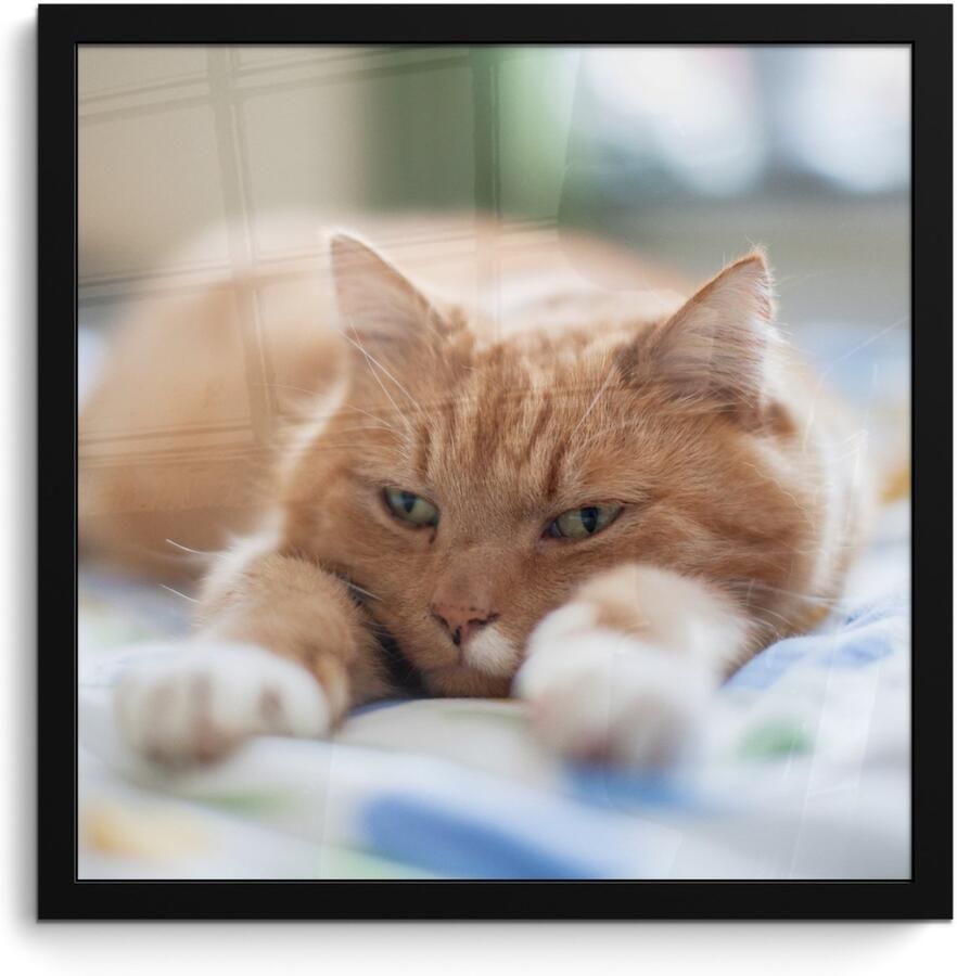 Poster in lijst Fotolijst 40x40 cm Posters Kat Bed Bedsprei Meisjes Kinderen Jongens Kind Posterlijst zwart Decoratie Wanddecoratie woonkamer Muurdecoratie slaapkamer - Foto 3