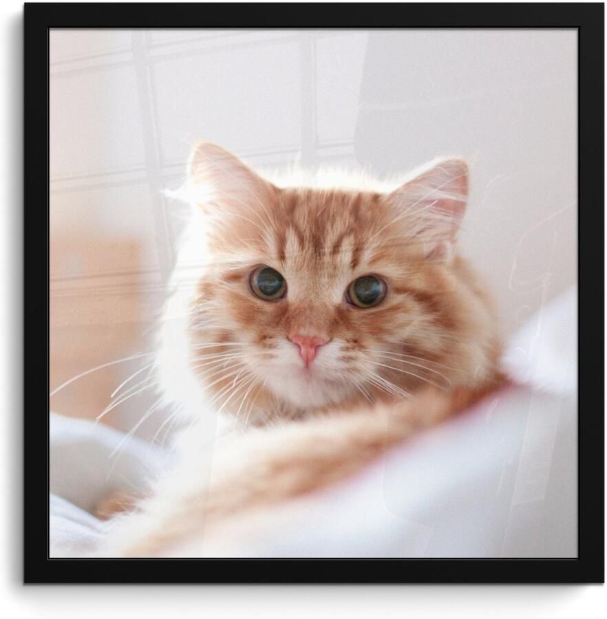 Poster in lijst Fotolijst 40x40 cm Posters Kat Rood Bed Meisjes Kinderen Jongens Kids Posterlijst zwart Decoratie Wanddecoratie woonkamer Muurdecoratie slaapkamer - Foto 3