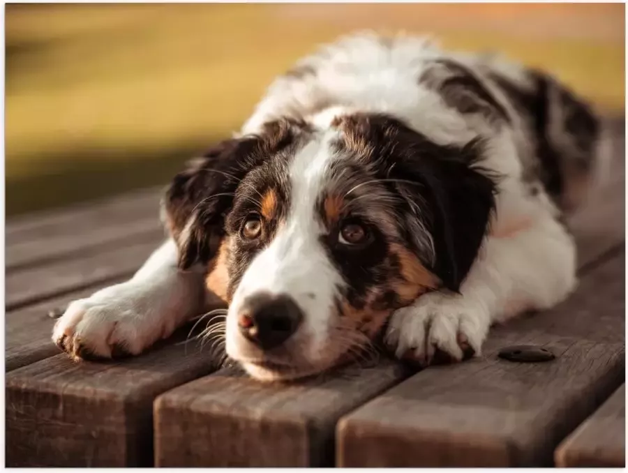 Poster (Mat) Liggende Zwart met Witte Hond op Houten Picknicktafel 100x75 cm Foto op Posterpapier met een Matte look