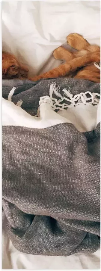 Poster (Mat) Rode Kat onder Deken op Bed 40x120 cm Foto op Posterpapier met een Matte look