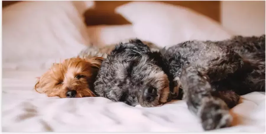 Poster (Mat) Uitrustende Puppy's op Witte Lakens van Bed 100x50 cm Foto op Posterpapier met een Matte look