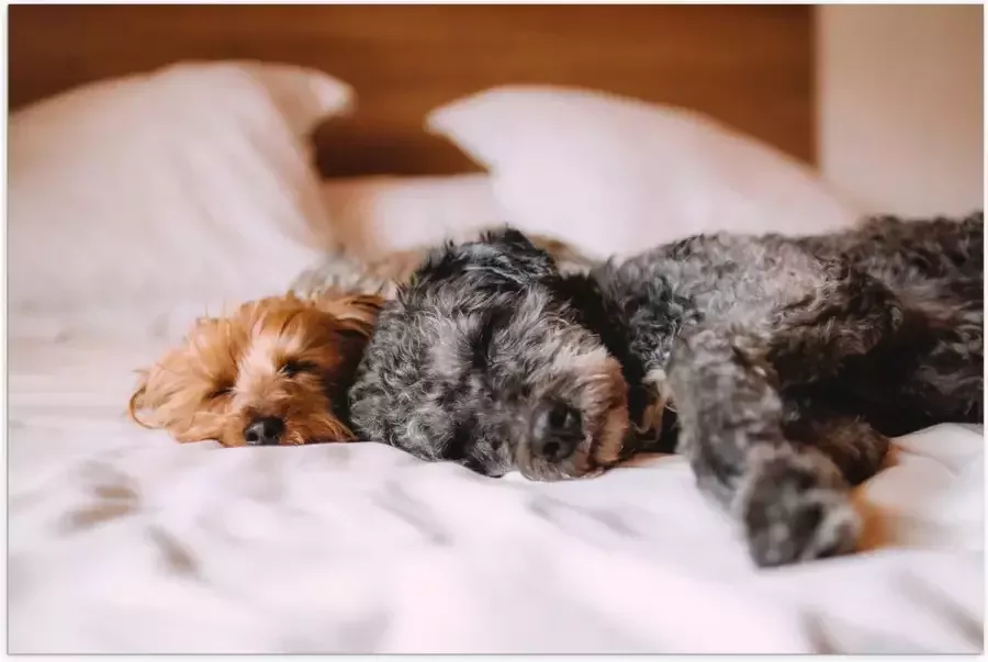 Poster (Mat) Uitrustende Puppy's op Witte Lakens van Bed 120x80 cm Foto op Posterpapier met een Matte look