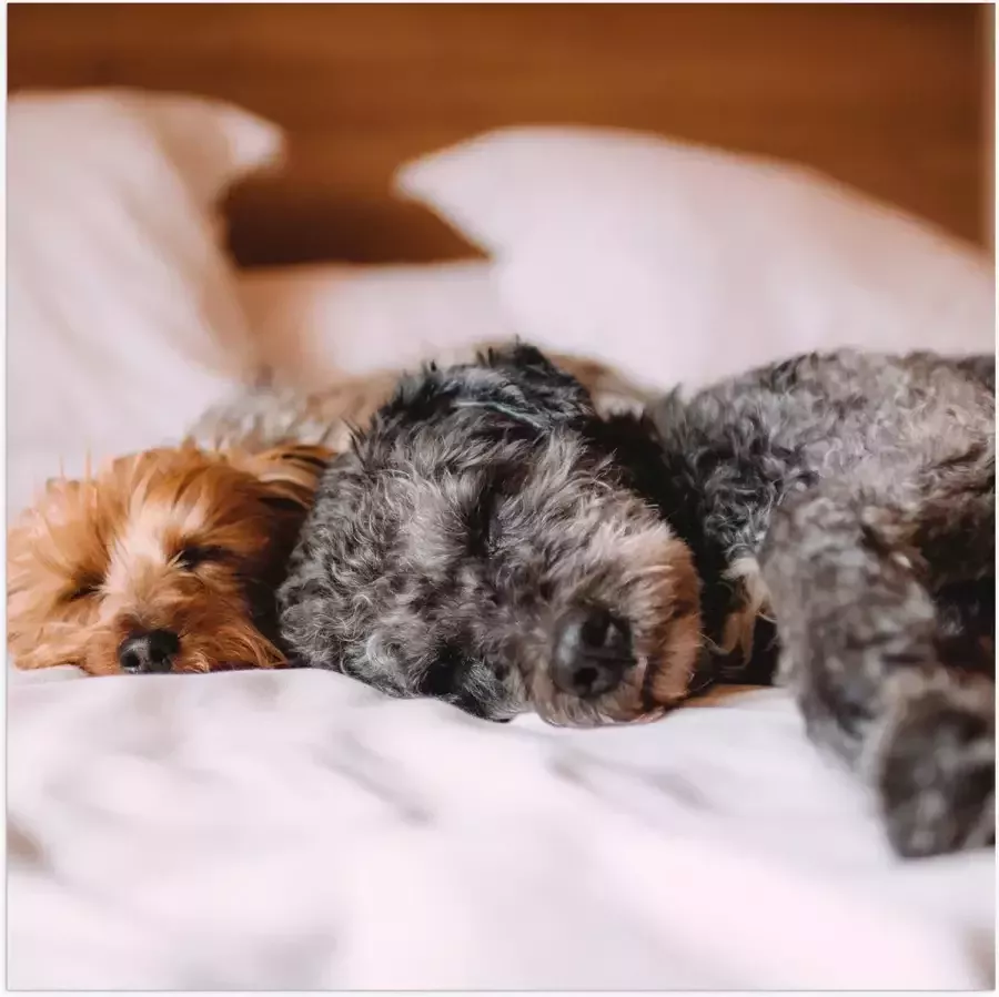 Poster (Mat) Uitrustende Puppy's op Witte Lakens van Bed 50x50 cm Foto op Posterpapier met een Matte look