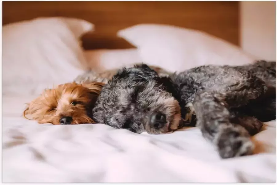 Poster (Mat) Uitrustende Puppy's op Witte Lakens van Bed 75x50 cm Foto op Posterpapier met een Matte look
