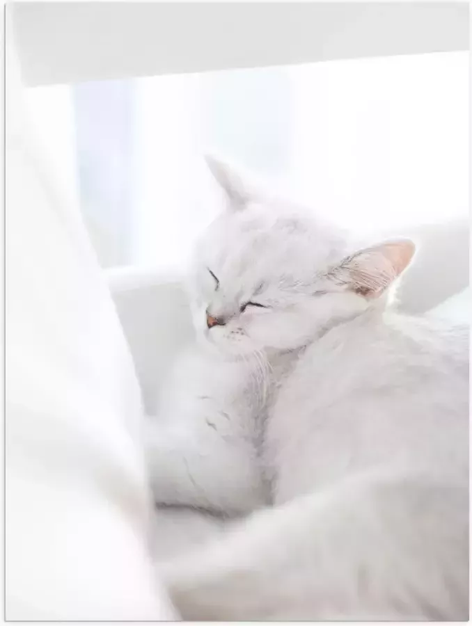 Poster (Mat) Witte Kat slapend tegen Witte Bank 30x40 cm Foto op Posterpapier met een Matte look