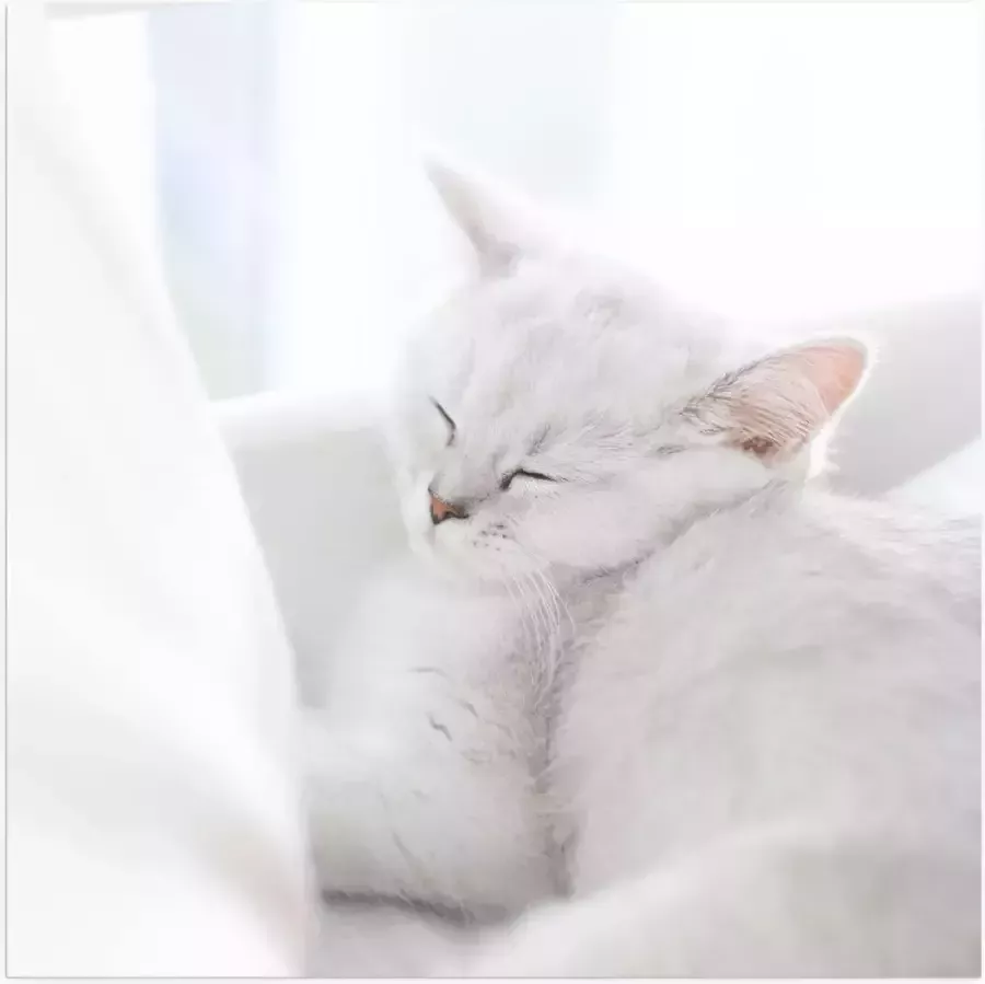 Poster (Mat) Witte Kat slapend tegen Witte Bank 50x50 cm Foto op Posterpapier met een Matte look