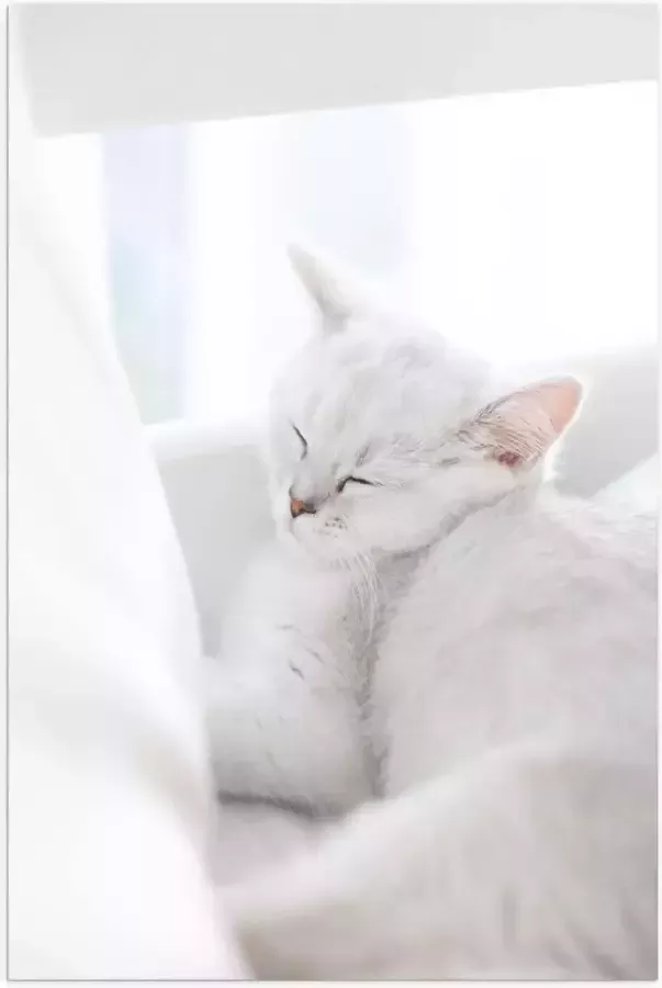 Poster (Mat) Witte Kat slapend tegen Witte Bank 50x75 cm Foto op Posterpapier met een Matte look