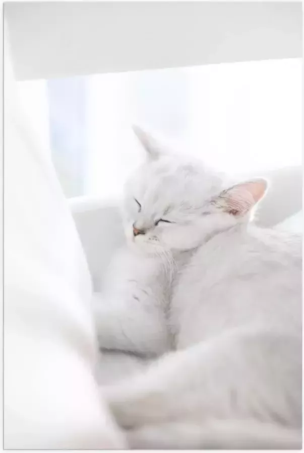 Poster (Mat) Witte Kat slapend tegen Witte Bank 70x105 cm Foto op Posterpapier met een Matte look