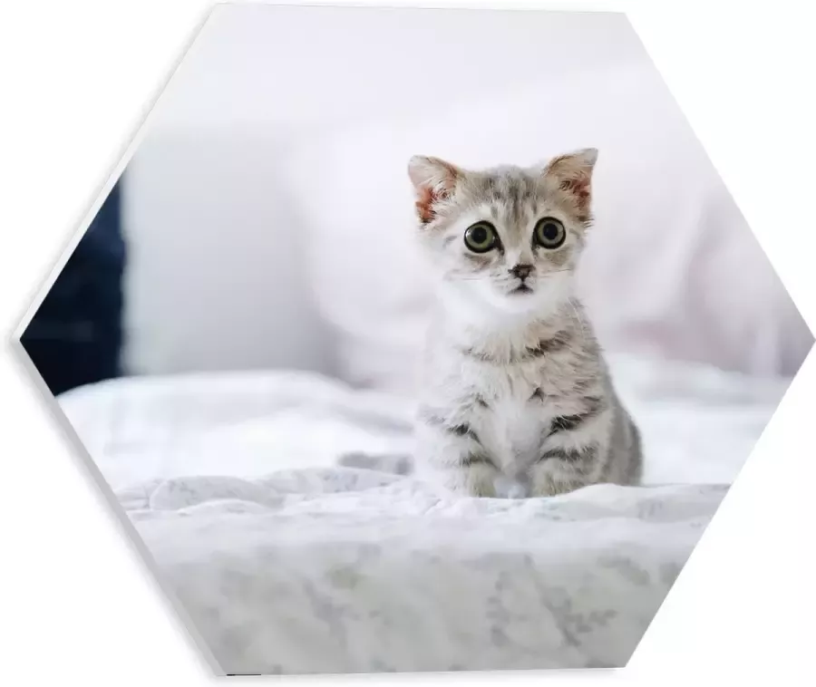 PVC Schuimplaat Hexagon Grijze Kitten met Donkere Contouren op Lichaam Zittend op Bed 30x26.1 cm Foto op Hexagon (Met Ophangsysteem)