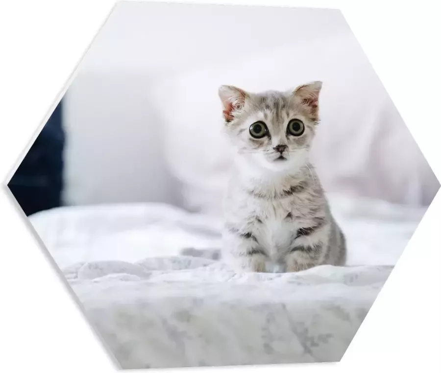 PVC Schuimplaat Hexagon Grijze Kitten met Donkere Contouren op Lichaam Zittend op Bed 50x43.5 cm Foto op Hexagon (Met Ophangsysteem)