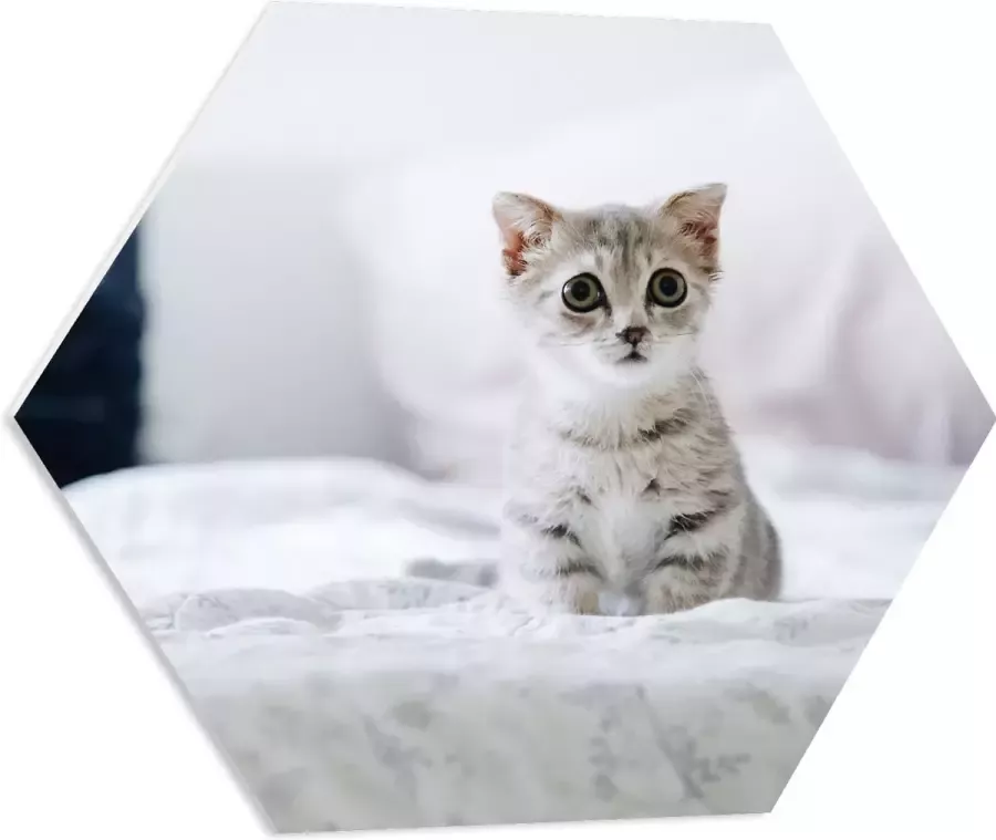 PVC Schuimplaat Hexagon Grijze Kitten met Donkere Contouren op Lichaam Zittend op Bed 60x52.2 cm Foto op Hexagon (Met Ophangsysteem)