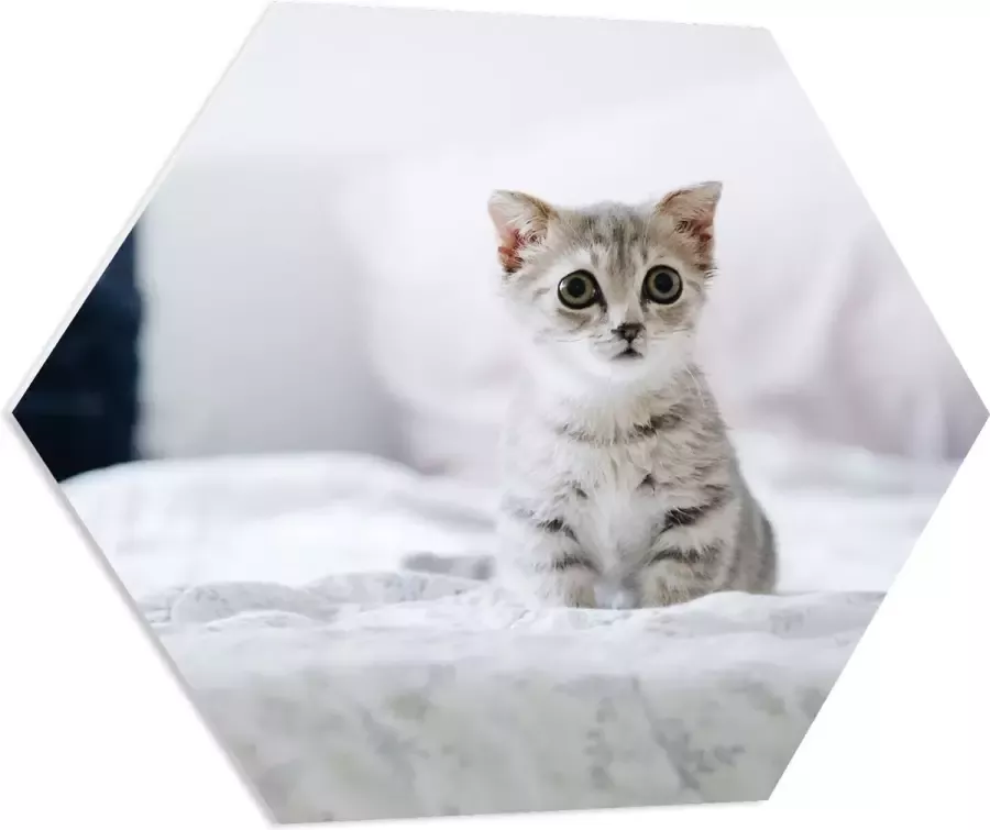 PVC Schuimplaat Hexagon Grijze Kitten met Donkere Contouren op Lichaam Zittend op Bed 80x69.6 cm Foto op Hexagon (Met Ophangsysteem)