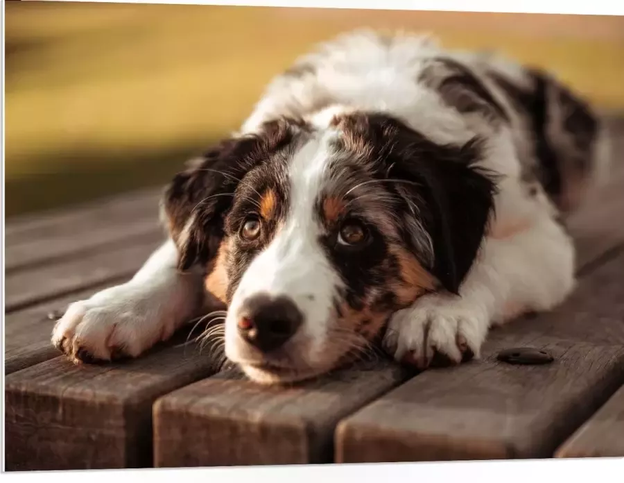 PVC Schuimplaat- Liggende Zwart met Witte Hond op Houten Picknicktafel 100x75 cm Foto op PVC Schuimplaat