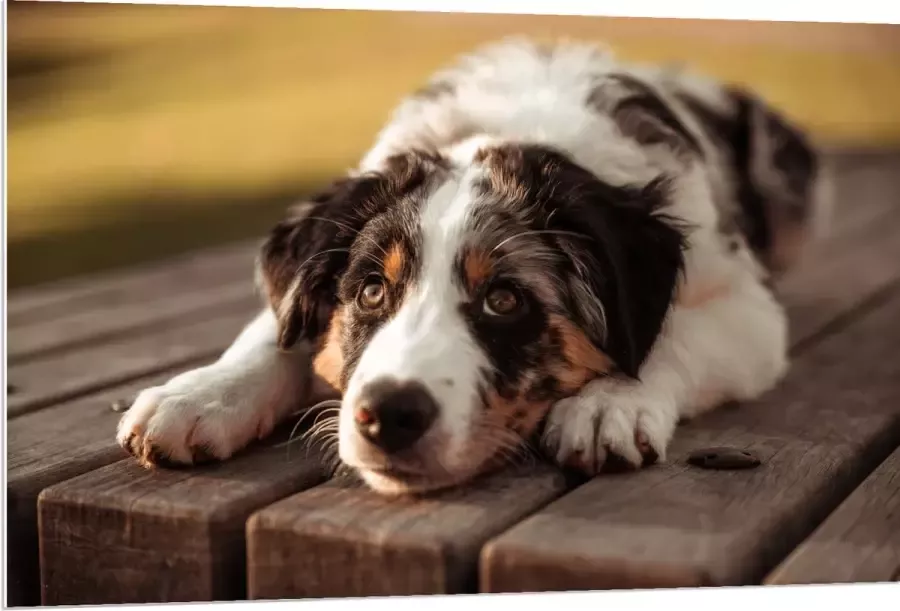 PVC Schuimplaat Liggende Zwart met Witte Hond op Houten Picknicktafel 120x80 cm Foto op PVC Schuimplaat (Met Ophangsysteem)