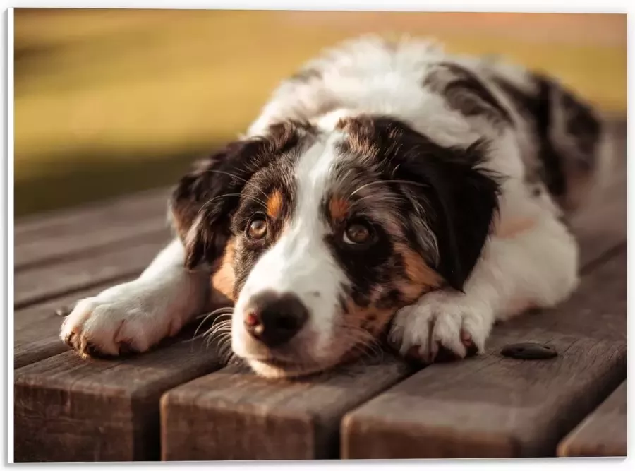 PVC Schuimplaat Liggende Zwart met Witte Hond op Houten Picknicktafel 40x30 cm Foto op PVC Schuimplaat (Met Ophangsysteem)