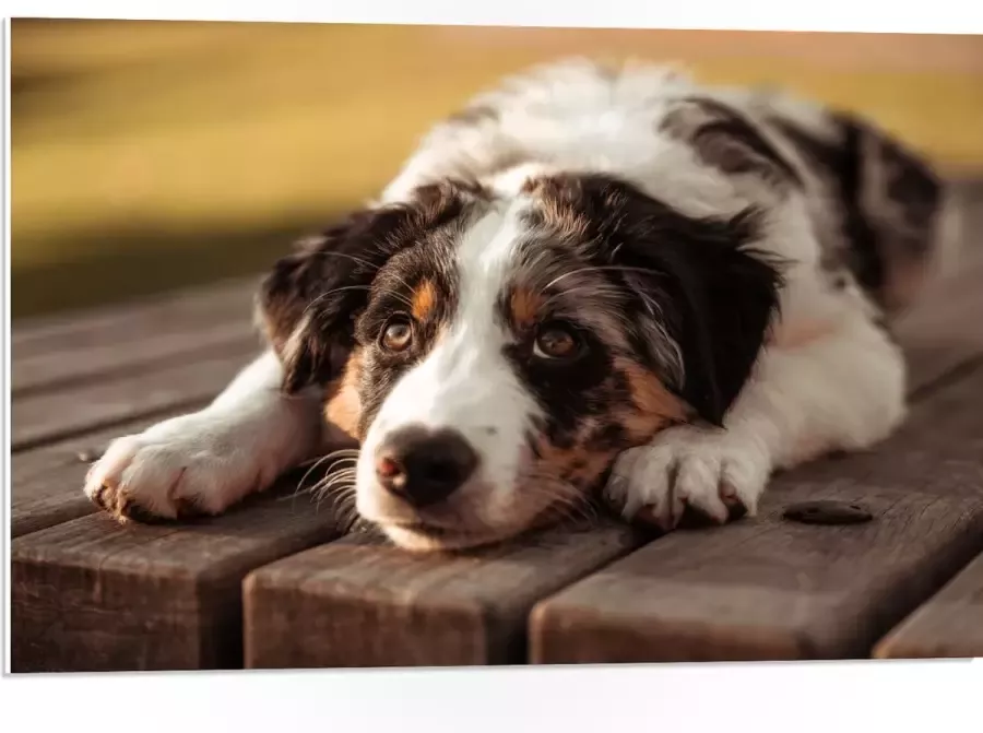 PVC Schuimplaat- Liggende Zwart met Witte Hond op Houten Picknicktafel 75x50 cm Foto op PVC Schuimplaat