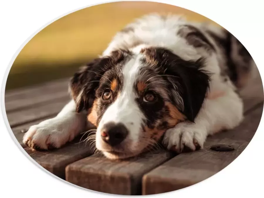 PVC Schuimplaat Ovaal Liggende Zwart met Witte Hond op Houten Picknicktafel 28x21 cm Foto op Ovaal (Met Ophangsysteem)