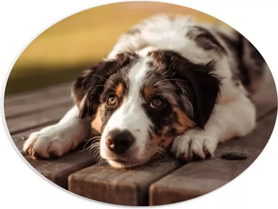 PVC Schuimplaat Ovaal Liggende Zwart met Witte Hond op Houten Picknicktafel 40x30 cm Foto op Ovaal (Met Ophangsysteem)