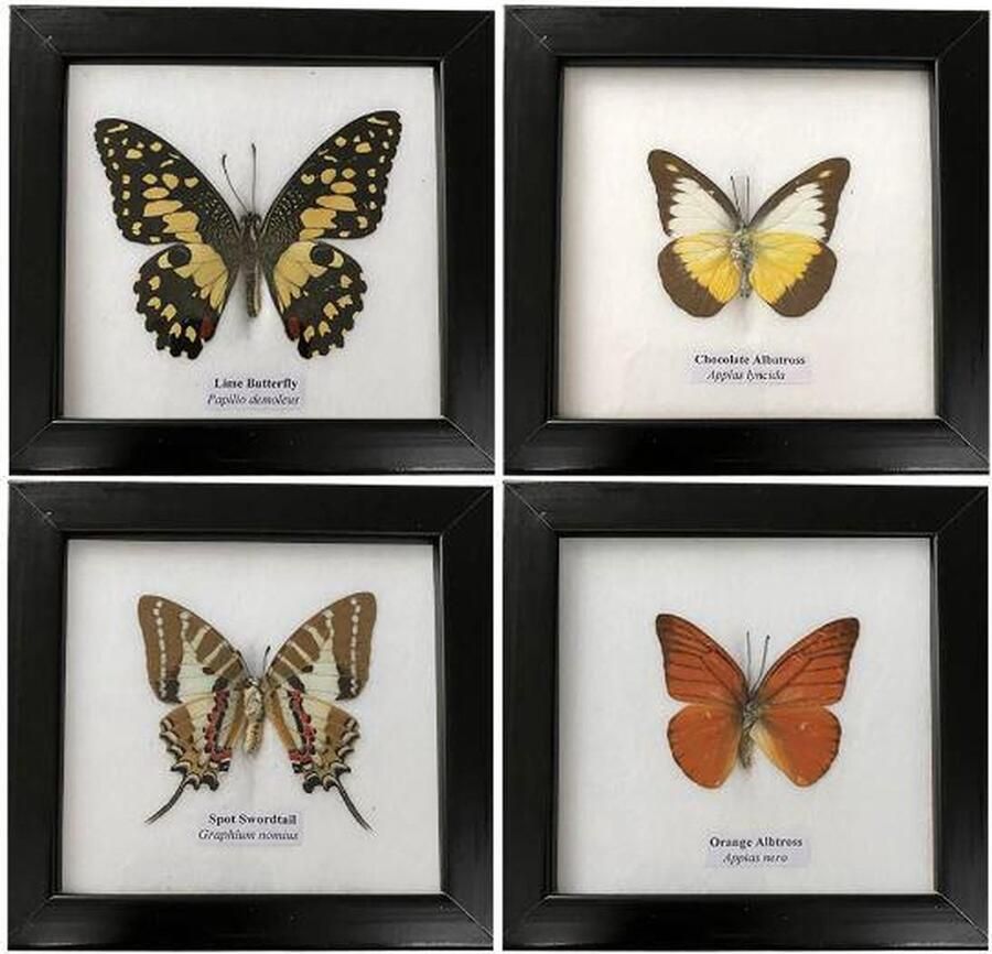 Set van 4 ingelijste vlinders – Echte vlinders: Lime Butterfly Chocolate Albatross Spot Swordtail en Orange Albatross – Perfect voor decoratie educatie of cadeau – Luxe natuurdisplay in stijlvolle individuele lijsten