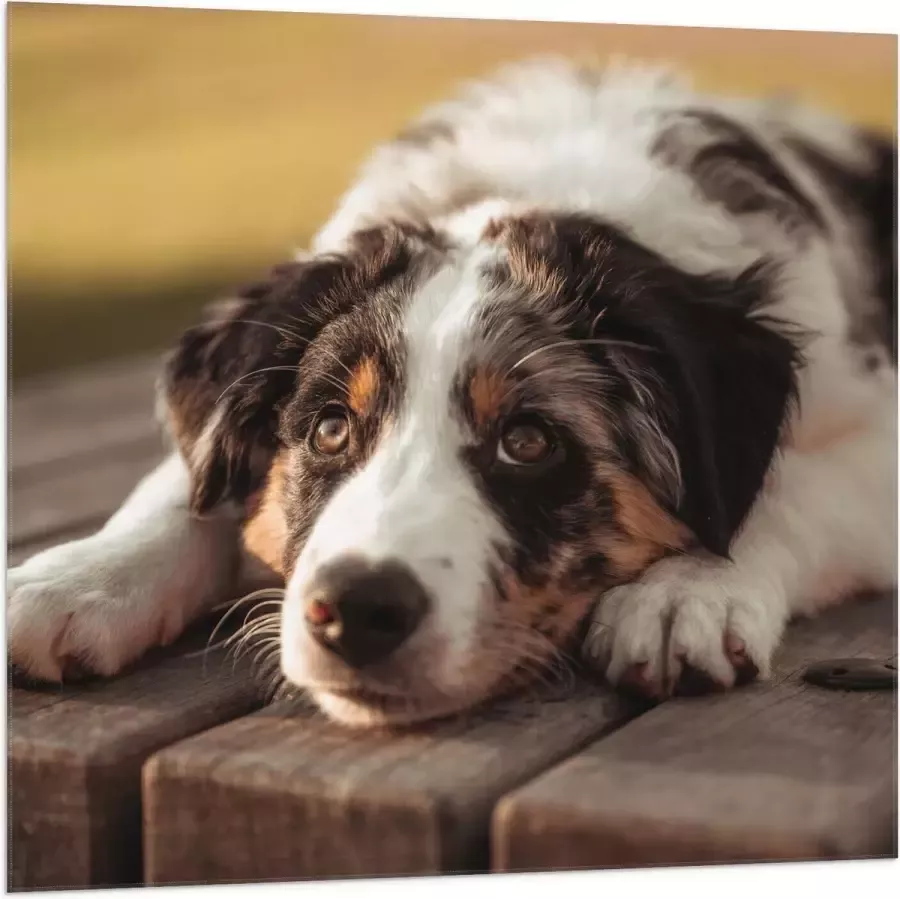 Vlag Liggende Zwart met Witte Hond op Houten Picknicktafel 100x100 cm Foto op Polyester Vlag