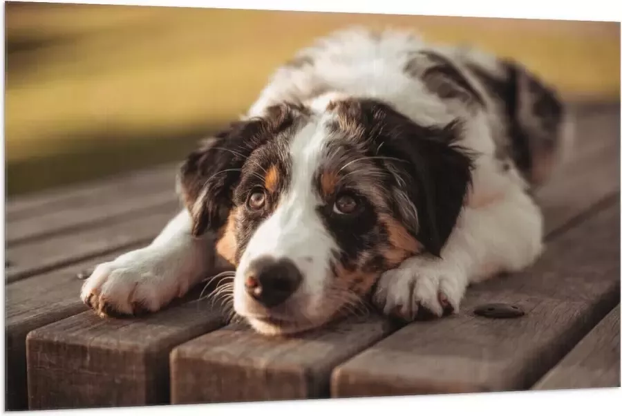 Vlag Liggende Zwart met Witte Hond op Houten Picknicktafel 150x100 cm Foto op Polyester Vlag