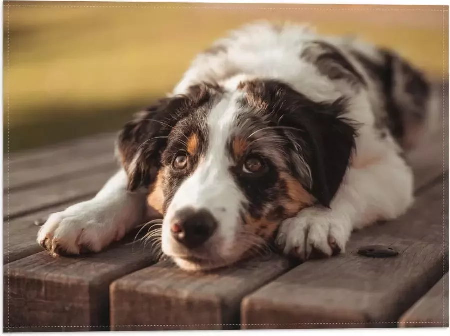 Vlag Liggende Zwart met Witte Hond op Houten Picknicktafel 40x30 cm Foto op Polyester Vlag