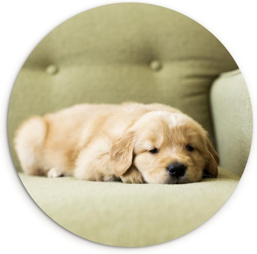 WallCircle Wandcirkel ⌀ 30 Een slapende Golden Retriever puppy op de bank Ronde schilderijen woonkamer Wandbord rond Muurdecoratie cirkel Kamer decoratie binnen Wanddecoratie muurcirkel Woonaccessoires