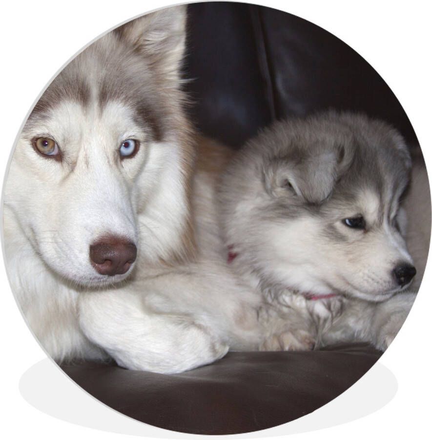WallCircle Wandcirkel ⌀ 140 Grote hond met een kleine pup op de bank Ronde schilderijen woonkamer Wandbord rond Muurdecoratie cirkel Kamer decoratie binnen Wanddecoratie muurcirkel Woonaccessoires