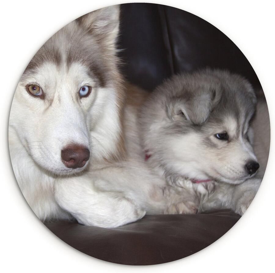 WallCircle Wandcirkel ⌀ 140 Grote hond met een kleine pup op de bank Ronde schilderijen woonkamer Wandbord rond Muurdecoratie cirkel Kamer decoratie binnen Wanddecoratie muurcirkel Woonaccessoires