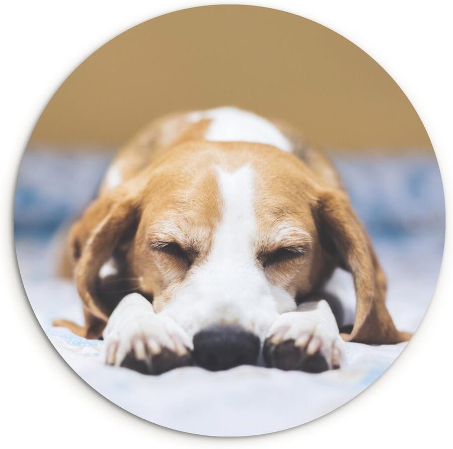 WallCircle Wandcirkel ⌀ 150 Slapende beagle puppy op een bed Ronde schilderijen woonkamer Wandbord rond Muurdecoratie cirkel Kamer decoratie binnen Wanddecoratie muurcirkel Woonaccessoires