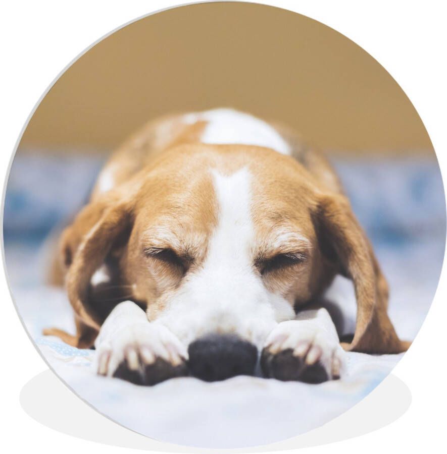 WallCircle Wandcirkel ⌀ 150 Slapende beagle puppy op een bed Ronde schilderijen woonkamer Wandbord rond Muurdecoratie cirkel Kamer decoratie binnen Wanddecoratie muurcirkel Woonaccessoires