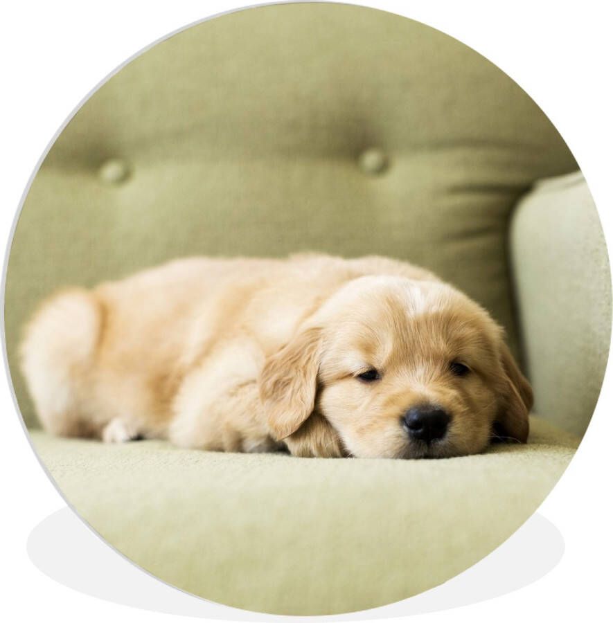 WallCircle Wandcirkel ⌀ 30 Een slapende Golden Retriever puppy op de bank Ronde schilderijen woonkamer Wandbord rond Muurdecoratie cirkel Kamer decoratie binnen Wanddecoratie muurcirkel Woonaccessoires
