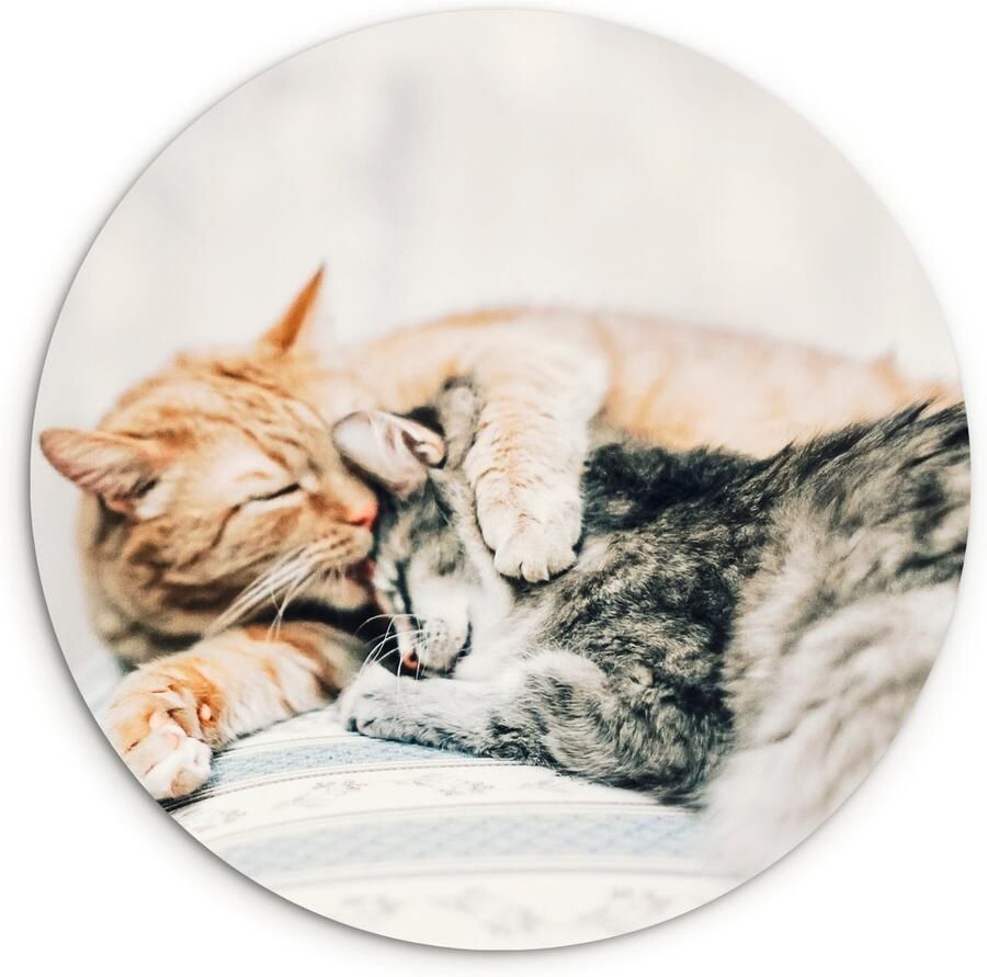 WallCircle Wandcirkel ⌀ 60 Katten Bank Woonkamer Ronde schilderijen woonkamer Wandbord rond Muurdecoratie cirkel Kamer decoratie binnen Wanddecoratie muurcirkel Woonaccessoires