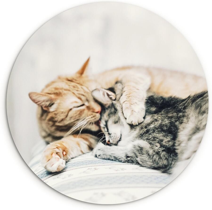 WallCircle Wandcirkel ⌀ 60 Kat Knuffelen Stoel Ronde schilderijen woonkamer Wandbord rond Muurdecoratie cirkel Kamer decoratie binnen Wanddecoratie muurcirkel Woonaccessoires