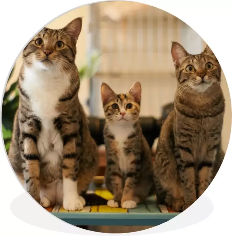 WallCircle Wandcirkel ⌀ 30 Drie katten op kleine tafel Ronde schilderijen woonkamer Wandbord rond Muurdecoratie cirkel Kamer decoratie binnen Wanddecoratie muurcirkel Woonaccessoires