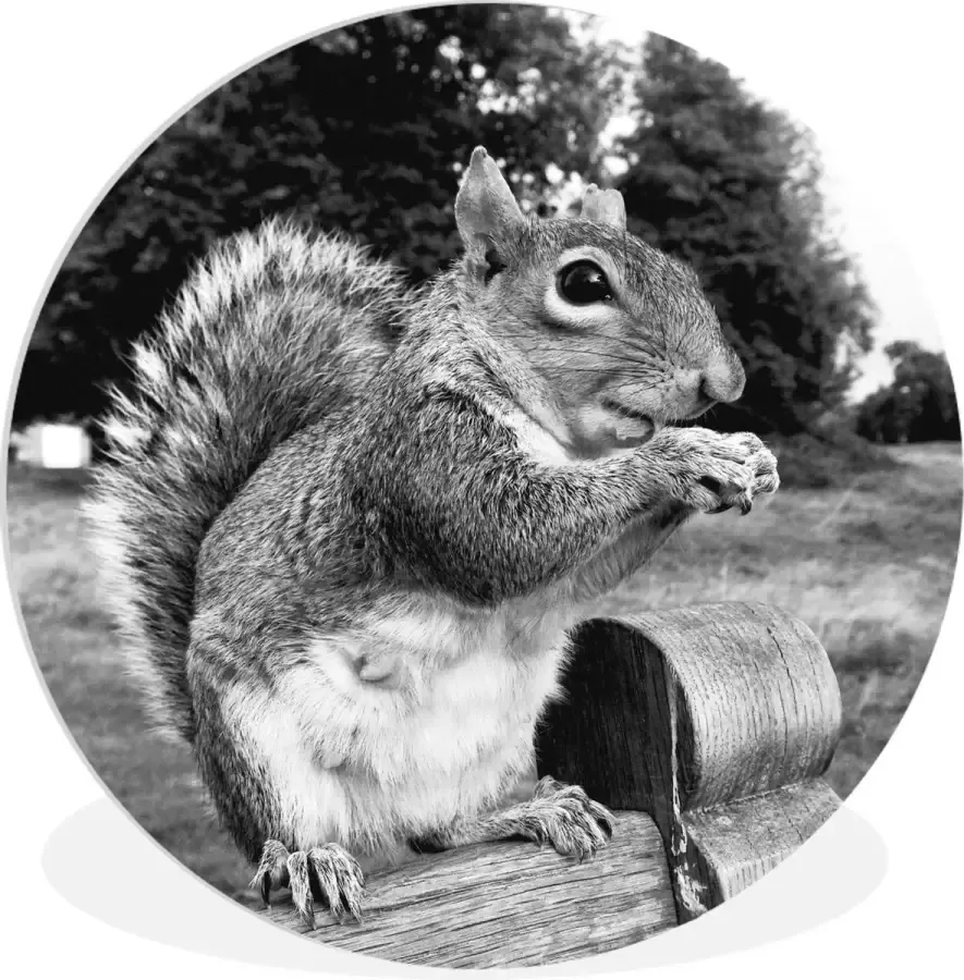 WallCircle Wandcirkel ⌀ 30 Eekhoorn op houten bank in zwart-wit Ronde schilderijen woonkamer Wandbord rond Muurdecoratie cirkel Kamer decoratie binnen Wanddecoratie muurcirkel Woonaccessoires