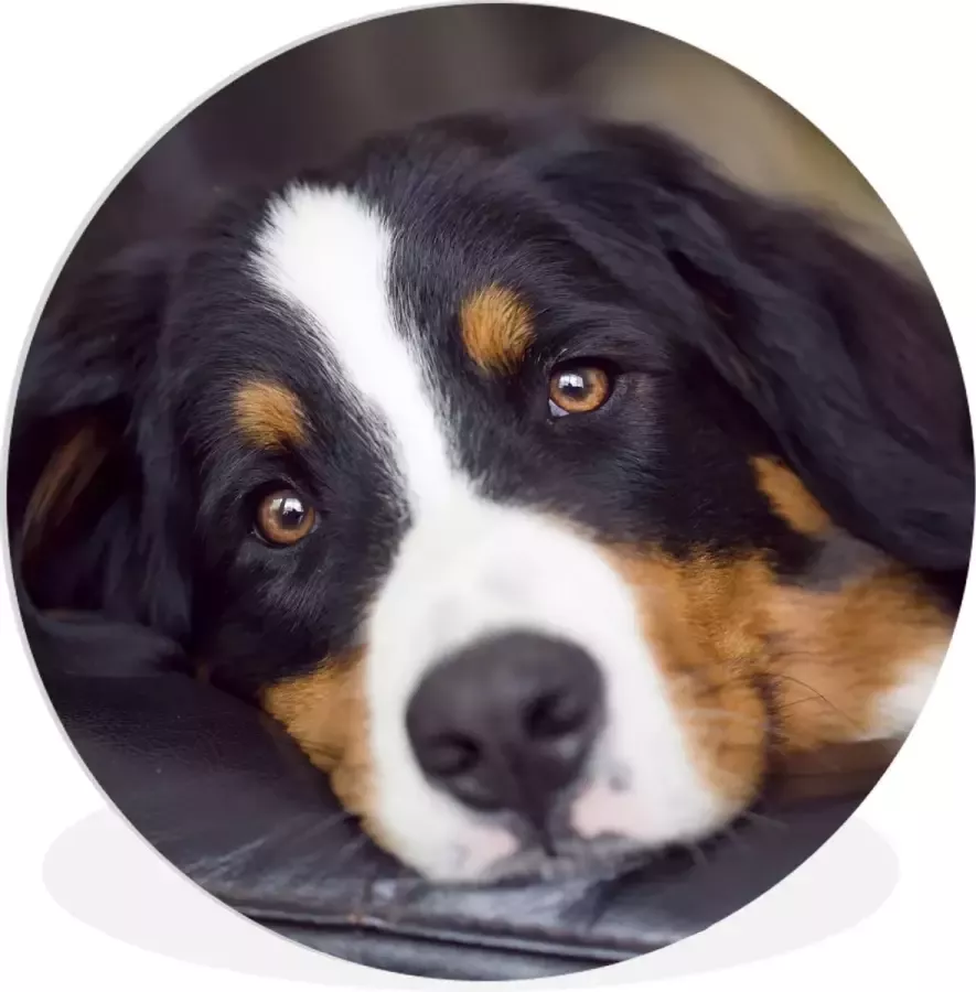 WallCircle Wandcirkel ⌀ 150 Een Berner Sennenhond liggend op de bank Ronde schilderijen woonkamer Wandbord rond Muurdecoratie cirkel Kamer decoratie binnen Wanddecoratie muurcirkel Woonaccessoires