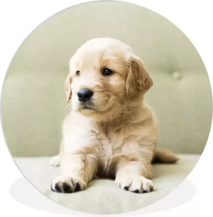 WallCircle Wandcirkel ⌀ 150 Golden Retriever puppy liggend op de bank Ronde schilderijen woonkamer Wandbord rond Muurdecoratie cirkel Kamer decoratie binnen Wanddecoratie muurcirkel Woonaccessoires