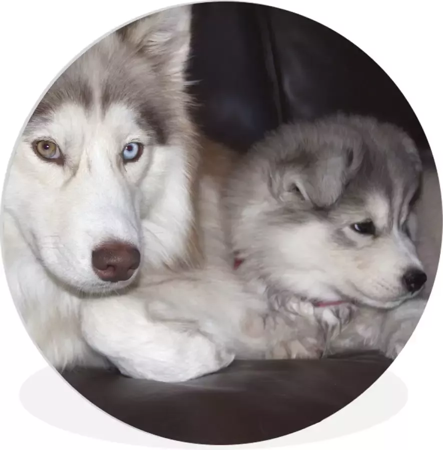 WallCircle Wandcirkel ⌀ 60 Grote hond met een kleine pup op de bank Ronde schilderijen woonkamer Wandbord rond Muurdecoratie cirkel Kamer decoratie binnen Wanddecoratie muurcirkel Woonaccessoires