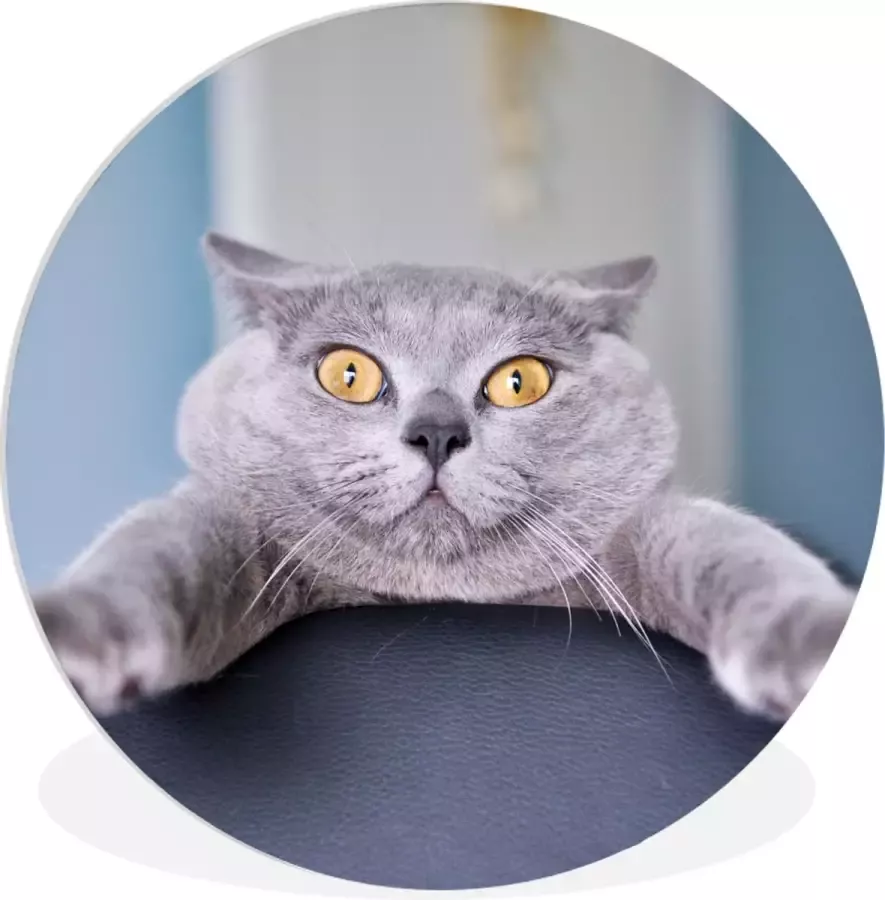 WallCircle Wandcirkel ⌀ 90 Kat Bang Stoel Ronde schilderijen woonkamer Wandbord rond Muurdecoratie cirkel Kamer decoratie binnen Wanddecoratie muurcirkel Woonaccessoires