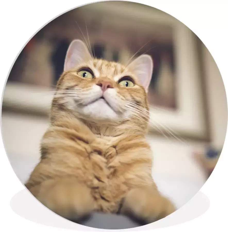 WallCircle Wandcirkel ⌀ 90 Kat Bank Oranje Ronde schilderijen woonkamer Wandbord rond Muurdecoratie cirkel Kamer decoratie binnen Wanddecoratie muurcirkel Woonaccessoires