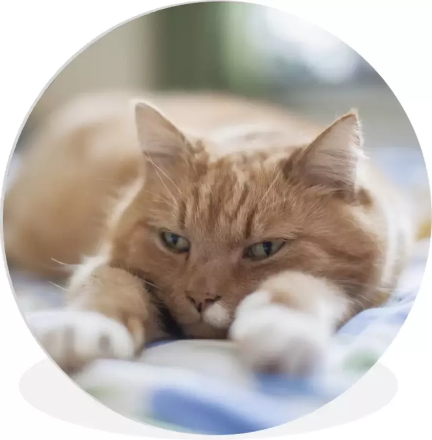 WallCircle Wandcirkel ⌀ 150 Kat Bed Bedsprei Meisjes Kinderen Jongens Kind Ronde schilderijen woonkamer Wandbord rond Muurdecoratie cirkel Kamer decoratie binnen Wanddecoratie muurcirkel Woonaccessoires