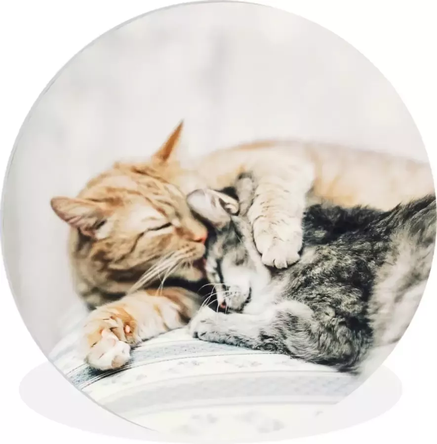 WallCircle Wandcirkel ⌀ 30 Kat Knuffelen Stoel Ronde schilderijen woonkamer Wandbord rond Muurdecoratie cirkel Kamer decoratie binnen Wanddecoratie muurcirkel Woonaccessoires