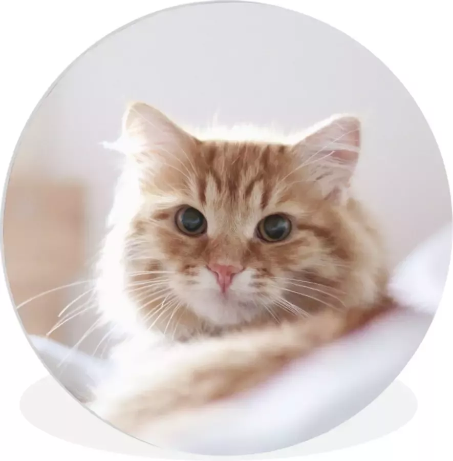 WallCircle Wandcirkel ⌀ 60 Kat Rood Bed Meisjes Kinderen Jongens Kids Ronde schilderijen woonkamer Wandbord rond Muurdecoratie cirkel Kamer decoratie binnen Wanddecoratie muurcirkel Woonaccessoires