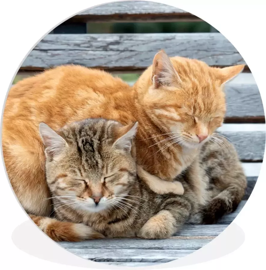 WallCircle Wandcirkel ⌀ 90 Kat Slapen Bank Ronde schilderijen woonkamer Wandbord rond Muurdecoratie cirkel Kamer decoratie binnen Wanddecoratie muurcirkel Woonaccessoires