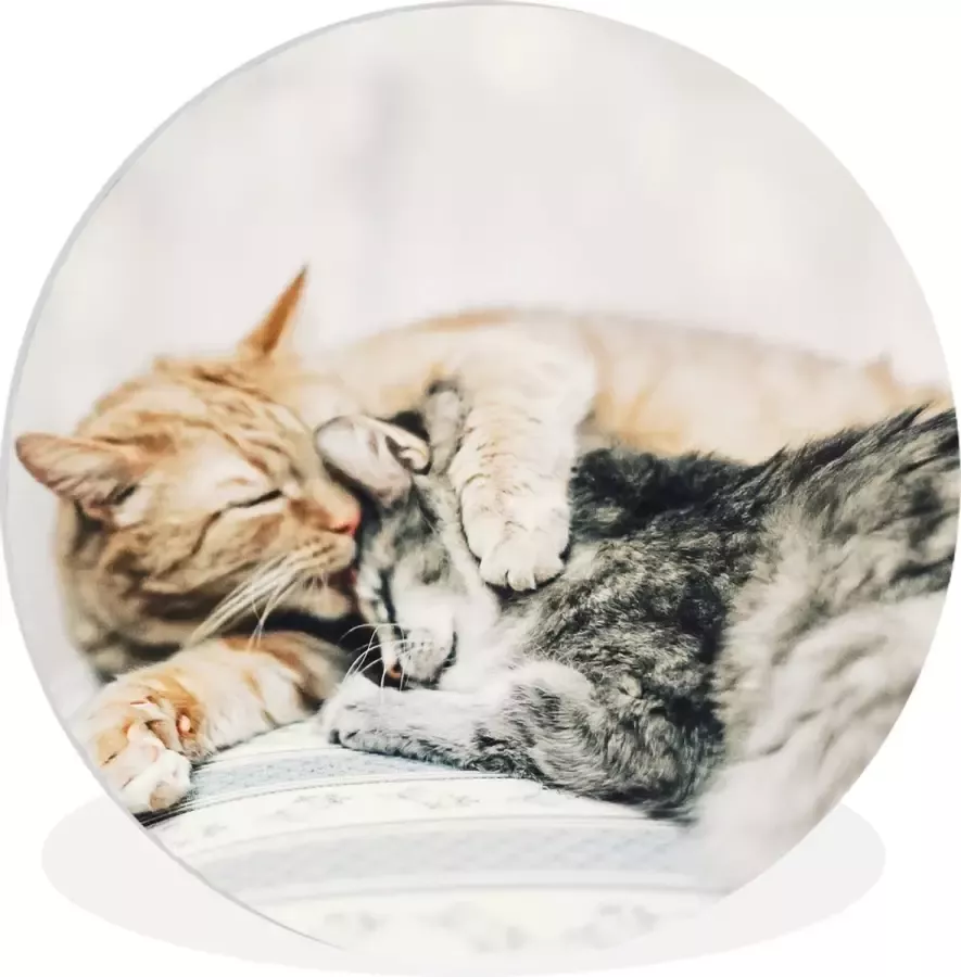 WallCircle Wandcirkel ⌀ 120 Katten Bank Woonkamer Ronde schilderijen woonkamer Wandbord rond Muurdecoratie cirkel Kamer decoratie binnen Wanddecoratie muurcirkel Woonaccessoires XXL