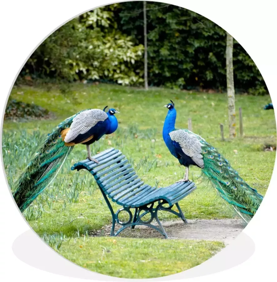 WallCircle Wandcirkel ⌀ 150 Pauw Bank Park Ronde schilderijen woonkamer Wandbord rond Muurdecoratie cirkel Kamer decoratie binnen Wanddecoratie muurcirkel Woonaccessoires
