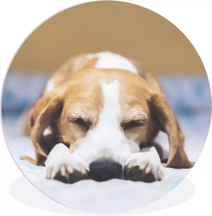 WallCircle Wandcirkel ⌀ 60 Slapende beagle puppy op een bed Ronde schilderijen woonkamer Wandbord rond Muurdecoratie cirkel Kamer decoratie binnen Wanddecoratie muurcirkel Woonaccessoires